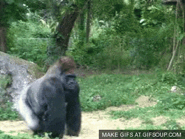walking gorilla GIF