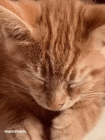 Cat Sleeping GIF
