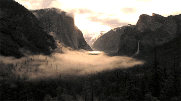 forest fog GIF