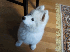 dogs puppy GIF