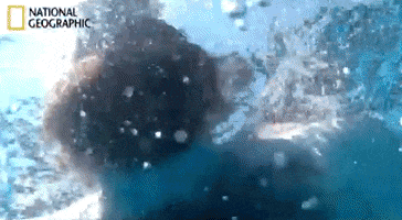National Geographic Swimming GIF by LLIMOO