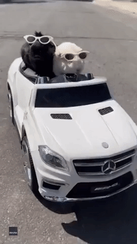 Stylish Guinea Pigs Take a Ride on Toy Mercedes