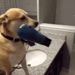 Dog Hair GIF - Find & Share on GIPHY