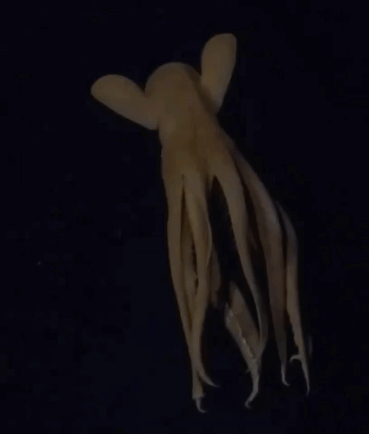 moving octopus gif