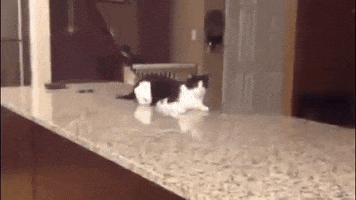 haithem  GIF