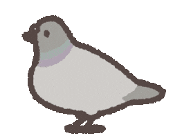 Pigeon Sticker