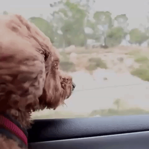 happy dog GIF by The Videobook