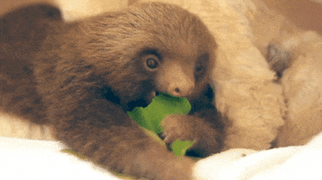 Alpha Sloth GIF by Gravitas Ventures