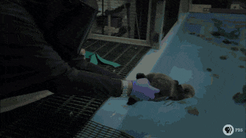 Pbs Nature Swimming GIF by Nature on PBS