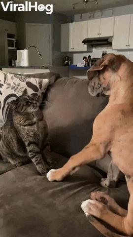 Cat And Dog Pals Pester With Paws GIF by ViralHog