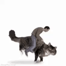 Cat GIF