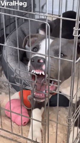 Dog In Kennel Turns Derpy After Neuter Surgery GIF by ViralHog