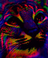Cat Rainbow GIF