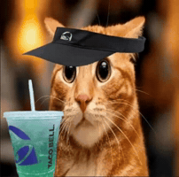 Cat Car GIF