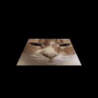 Funny Cat Diego GIF