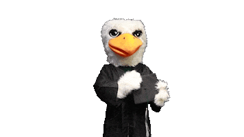 Bayhawks Sticker by Bristol Community College