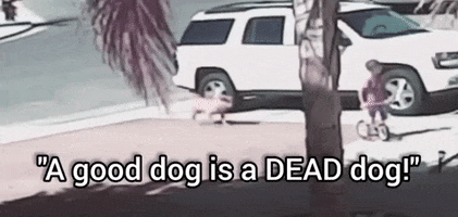 Dog GIF