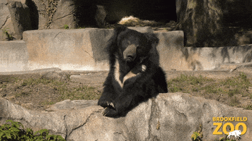 Sloth Bear GIF by Brookfield Zoo