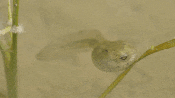 When Nature Calls GIF by ABC Network