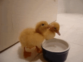 Cup Duck GIF
