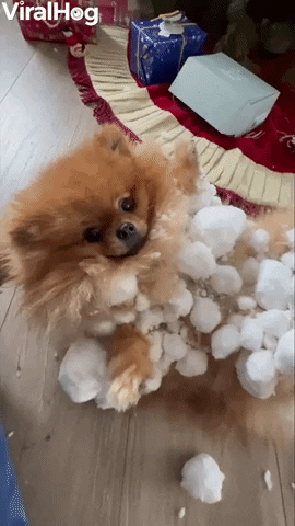 When Your Pom Becomes A Snow Pom Pom GIF by ViralHog