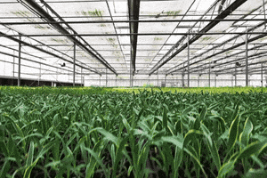 Greenhouse Growing GIF by Oi