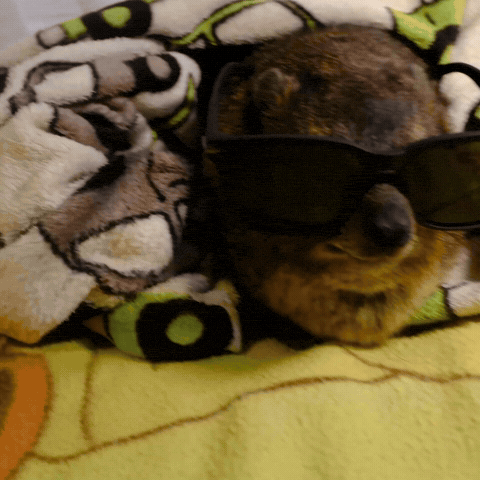 Chill Sunglasses GIF