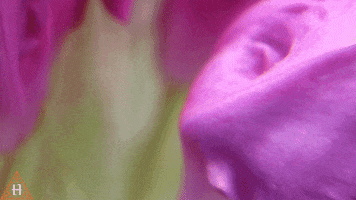 Nicholas Cage Flower GIF by HxHippy