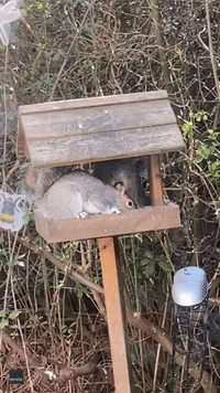 UK Woman Mistakes Squirrel's Backside for Koala's Face