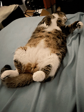 Becca Hallas GIF