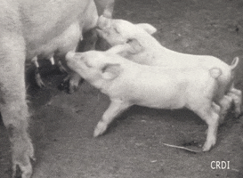 Pigs Cerdos GIF by CRDI. Ajuntament de Girona