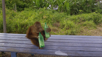 Monkey Drinking GIF - Find & Share on GIPHY