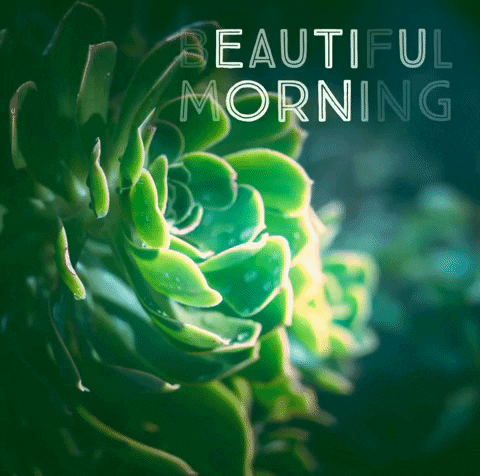 Happy Newyear Goodmorning Beautiful Succulent Good New Happy Blessings GIF