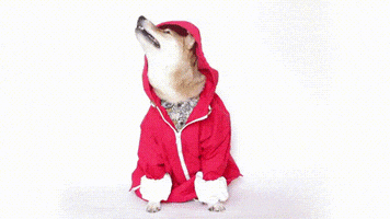 Costume GIF by Menswear Dog