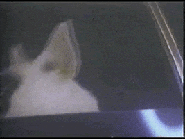 commercial spuds mackenzie GIF