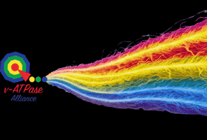 v-ATPase Alliance GIF