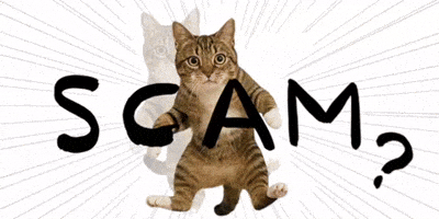 Cat Warning GIF