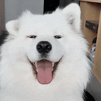 samoyed gifofdogs GIF by Rover.com