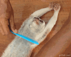lemur combing GIF