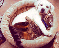 roll over dogs and cats GIF