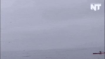kayaking humpback whale GIF by NowThis 