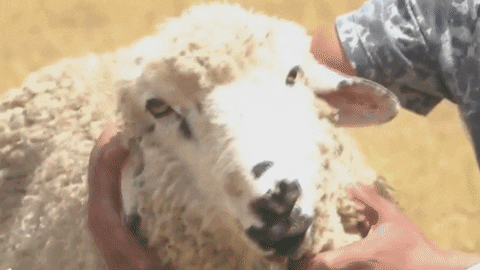 Animated GIF - Find & Share on GIPHY