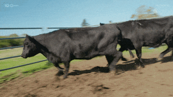 Cow Farm GIF by The Traitors Australia