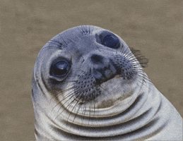Wildlife gif. A young seal makes a straight-mouthed awkward face and slides out of frame to escape the cringe. 