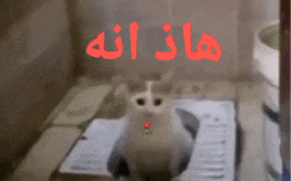 Funny GIF