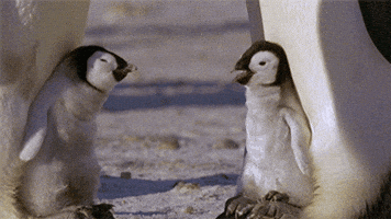 penguin GIF