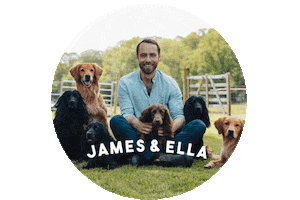 Golden Retriever Happy Dog Sticker by James & Ella