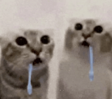 Cat GIF