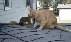 giphy.gif