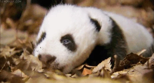 S___py Good Night GIF